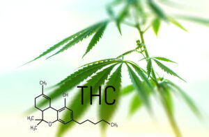 Legalized marijuana with a high level of THC for medical use